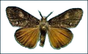 Douglas-Fir Tussock Moth Lures