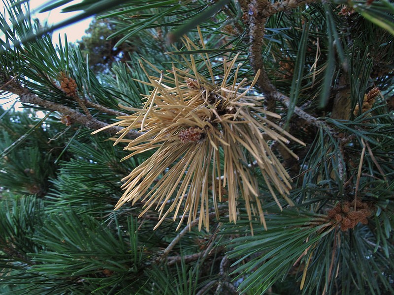 Diplodia Blight in Pine Trees