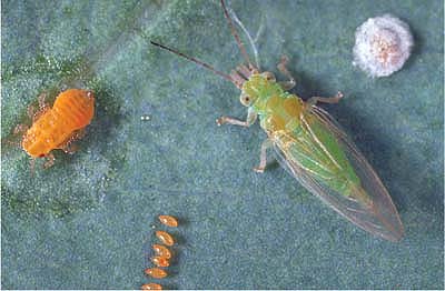 Redgum Lerp Psyllid